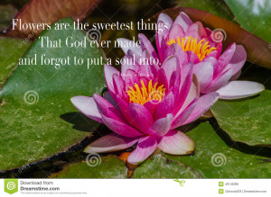 Garden lilies sitting on large green lily pads with a wonderful quote ...
