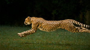 Cheetah Running Wallpaper Hd