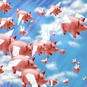 flying pigs Image