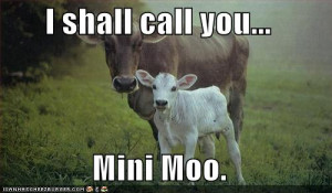 Cows Are Funny