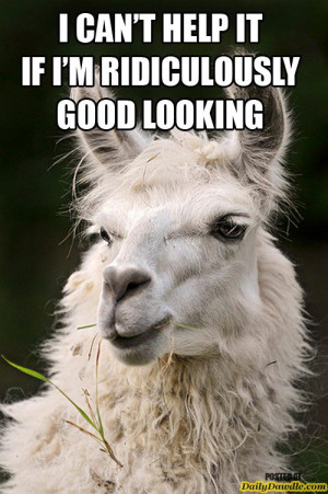 ... llama, cute, awesome, 10 Examples Why Llamas are the Coolest Animals