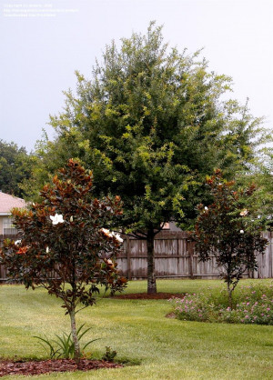 Little Gem Southern Magnolia Tree
