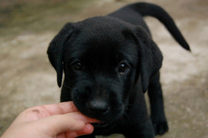black lab, cute, dog, lab, puppy