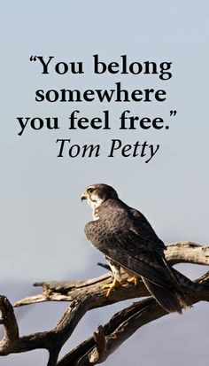 You belong somewhere you feel free.” Tom Petty – On image of ...