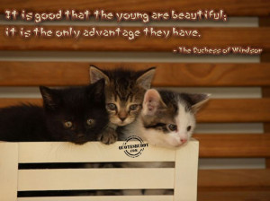 ... Quotes Gallery: Beautiful Pictures With Quotes With The Cats Picture