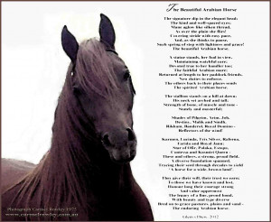... heartfelt poem by Glenys Drew titled, The Beautiful Arabian Horse