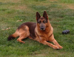 German Shepherd Dog...