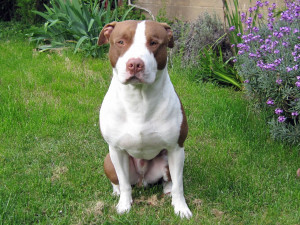 about dogs photo gallery apbt american pit bull terrier pitbull tattoo