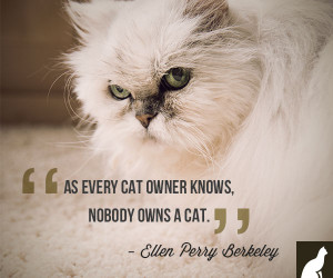 Cats With Funny Quotes To Make You Smile