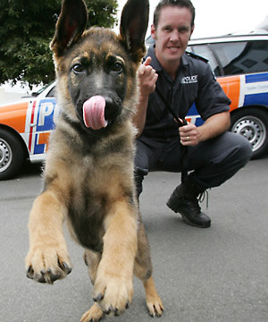 cute-police-dog