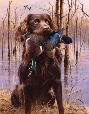 boykin spaniel with a duck tags animal animals dog dogs images spaniel ...