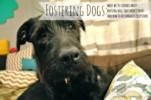 Foster A Dog Successfully -- Tips! www.vcas.us #FosterNow #Puppies
