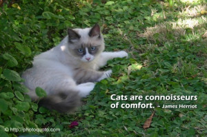 Cats are connoisseurs of comfort. ~ James Herriot