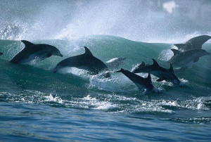 Delfines surfistas