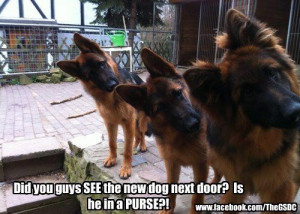 SHOW ME Your Funniest Pictures-gsd-funny.jpg