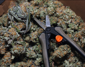 ape here is pics of my grape ape this was my first time with her and ...