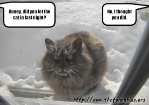 funny-cat-in-snow-honey-let-in-night.jpg