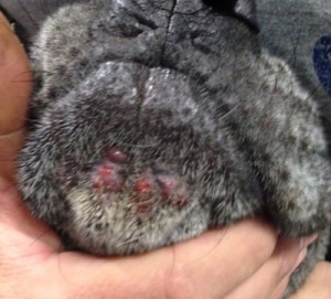 Red Bumps On Dogs Chin
