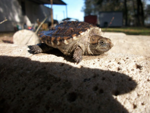 ... snapping turtle identification loggeerhead sea are florida turtles