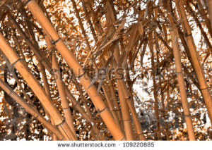 Stock Photo Bamboo Forest