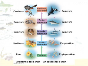 Food Chain Producers Consumers Decomposers