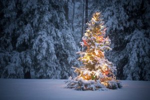 Holiday-Snowy Tree