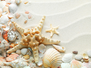 White Seashells Starfish