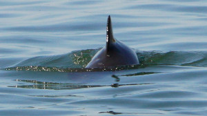 Bottlenose Dolphins Douglas