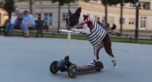 boston-terriers-scootering-in-sneakers-video.jpg