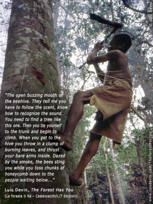 ... anthropological research in Central Africa (Baka Pygmies, Cameroon