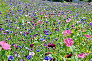 Annual Wildflower Seed Mix