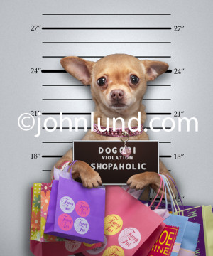 police mug shot of a funny chihuahua holding up a sign indicating her
