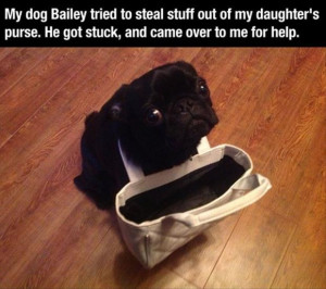 pug dog gets stuck in purse funny images