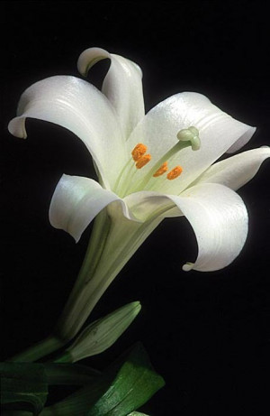 Lilium Longiflorum - The Easter lily