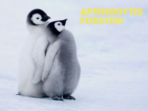 Emperor Penguin Chicks (aptenodytes forsteri) by Thorsten Milse. Print ...