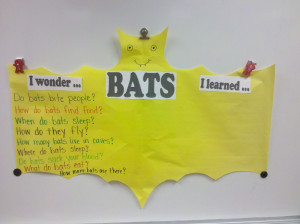 ... we started off by making a list of things that we wonder about bats