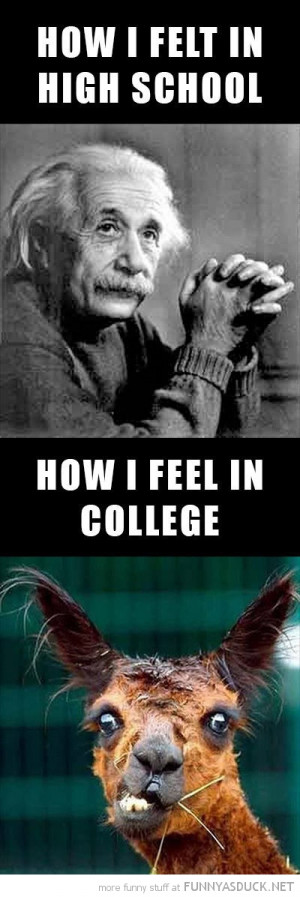 how felt school collage albert einstein crazy alpaca funny pics ...