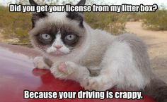 Grumpy Cat & Other Funny Things