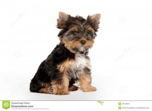 Yorkie Puppy Yorkie puppy on white HD Wallpaper