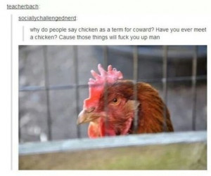 funny picture chickens coward wanna joke.com