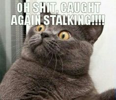 For my stalker and copy cat!!!!! cat quotes, copi cat