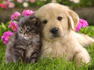 funny cute puppies and kittens 6 Cute Puppies Sayings