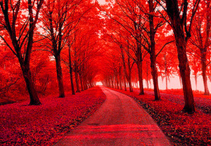 path, red, trees