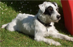 Parson Russell Terrier Vs Jack Russell Terrier