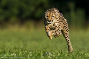 Cheetah leaves Usain Bolt in its dust, breaks land speed record