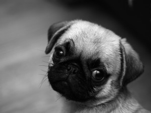 Wallpaper of pug puppy which is looking so cute.