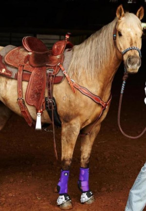 sherry cervi and stingray barrels racers amazing horses amazing mare ...