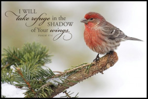 hide in the shadow of his wings