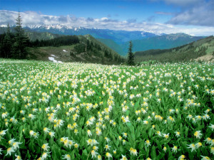 Peak Experience, Olympic National Park, Washington US photos ...