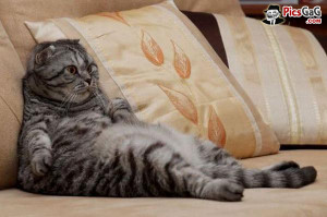 ... search terms a cute cat smile cute funny fat cats cute smiling cat pic